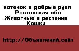 котенок в добрые руки - Ростовская обл. Животные и растения » Кошки   